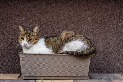 gray cat relaxing on a flower-box-stock-foto