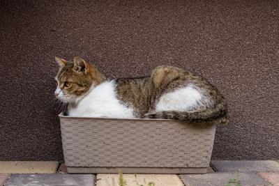 gray cat relaxing on a flower-box-stock-foto