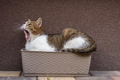 gray cat relaxing on a flower-box-stock-foto