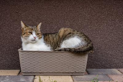 gray cat relaxing on a flower-box-stock-foto