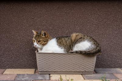 gray cat relaxing on a flower-box-stock-photo