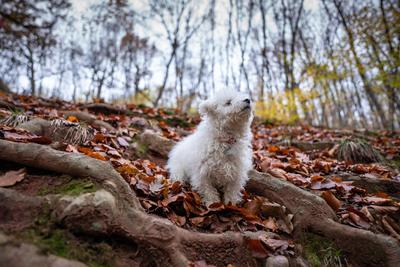 Bichon frise dog in autumn forest-stock-foto