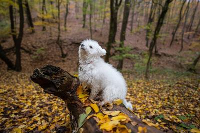 Bichon frise dog in autumn forest-stock-foto