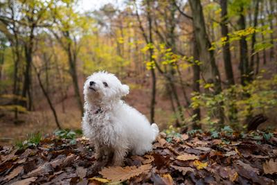 Bichon frise dog in autumn forest-stock-foto