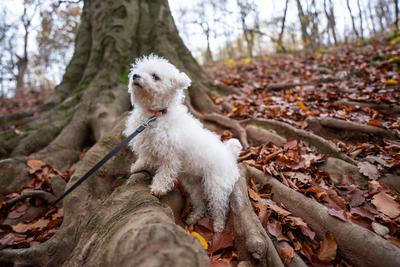Bichon frise dog in autumn forest-stock-foto