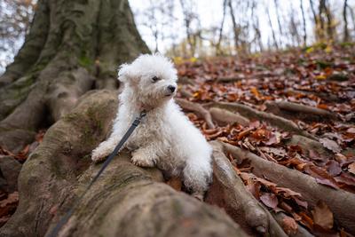 Bichon frise dog in autumn forest-stock-foto