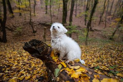 Bichon frise dog in autumn forest-stock-foto