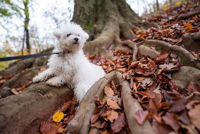Bichon frise dog in autumn forest-stock-foto