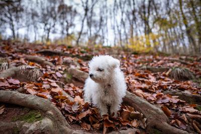 Bichon frise dog in autumn forest-stock-foto