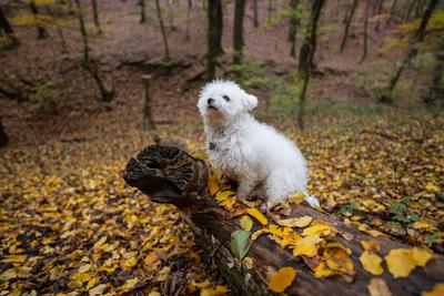 Bichon frise dog in autumn forest-stock-foto