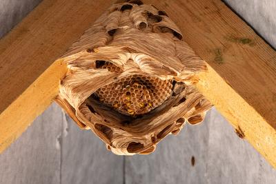 hornets nest under a wooden roof-stock-foto