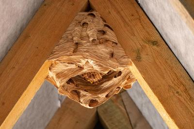 hornet nest under a wooden roof-stock-foto