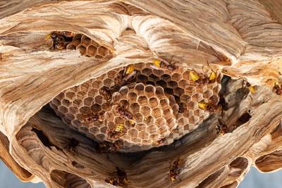 hornets nest under a wooden roof-stock-foto