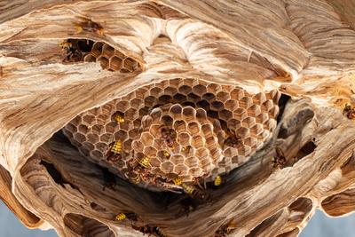 hornets nest under a wooden roof-stock-foto
