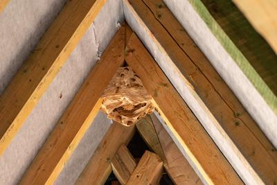 hornet nest under a wooden roof-stock-foto