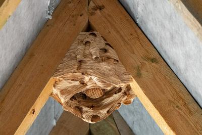 hornet nest under a wooden roof-stock-foto