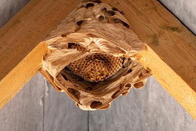 hornets nest under a wooden roof-stock-foto