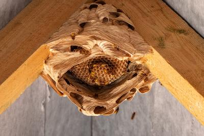 hornets nest under a wooden roof-stock-foto