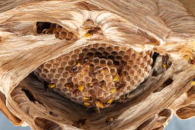 hornets nest under a wooden roof-stock-foto