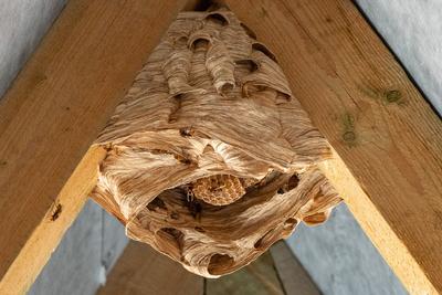 hornet nest under a wooden roof-stock-foto