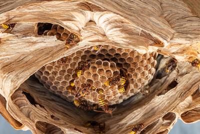 hornets nest under a wooden roof-stock-foto