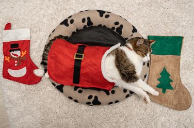 Cat wearing santa costume at home-stock-photo