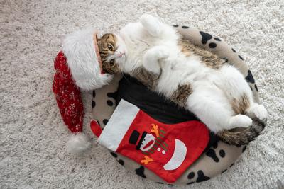 Cat wearing santa hat at home-stock-photo