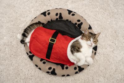 Cat wearing santa costume at home-stock-photo