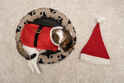 Cat wearing santa costume at home-stock-photo