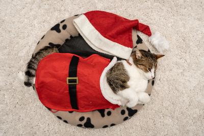 Cat wearing santa costume at home-stock-photo