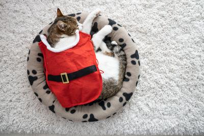 Cat wearing santa costume at home-stock-photo