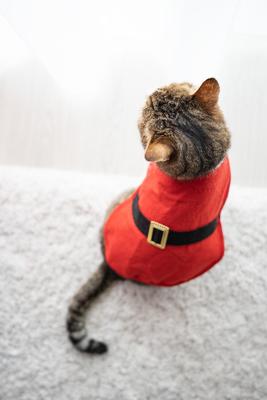 Cat wearing santa costume at home-stock-photo