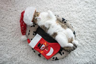 Cat wearing santa hat at home-stock-foto