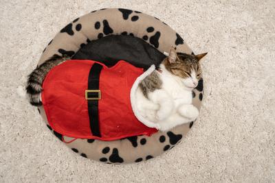 Cat wearing santa costume at home-stock-photo