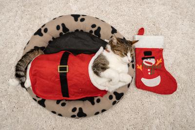 Cat wearing santa costume at home-stock-photo