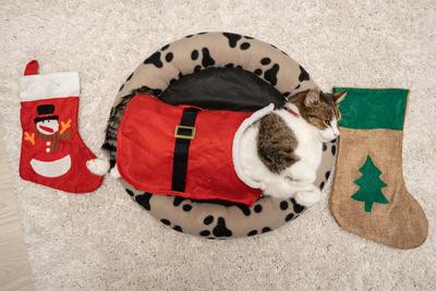 Cat wearing santa costume at home-stock-photo