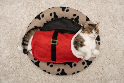 Cat wearing santa costume at home-stock-photo