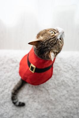 Cat wearing santa costume at home-stock-photo