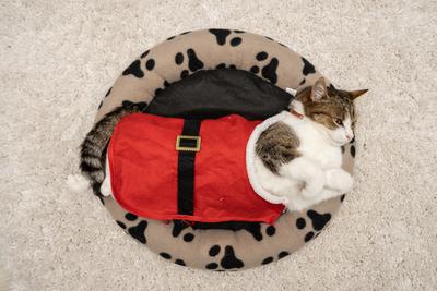 Cat wearing santa costume at home-stock-photo