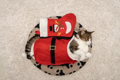 Cat wearing santa costume at home-stock-photo