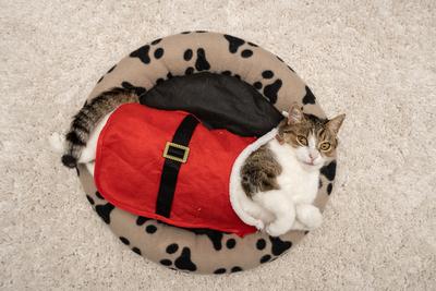 Cat wearing santa costume at home-stock-photo