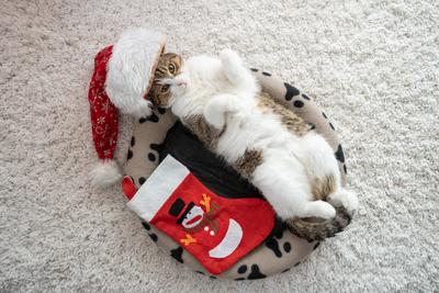 Cat wearing santa hat at home-stock-foto