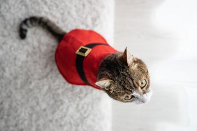 Cat wearing santa costume at home-stock-photo