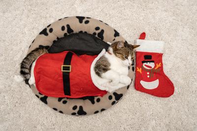 Cat wearing santa costume at home-stock-photo