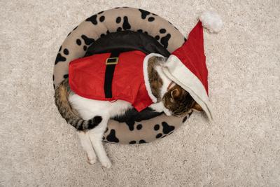 Cat wearing santa costume at home-stock-photo