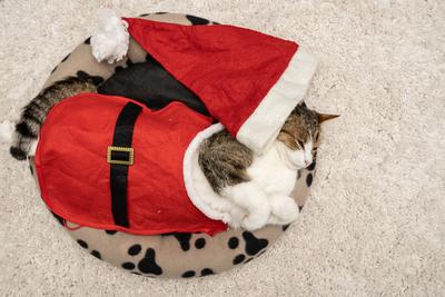 Cat wearing santa costume at home-stock-photo