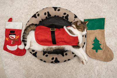 Cat wearing santa costume at home-stock-photo