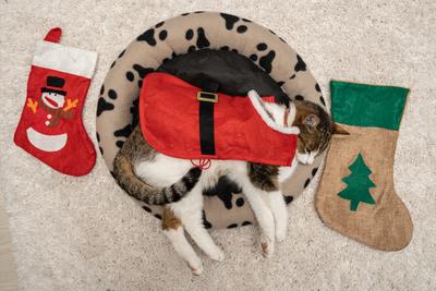 Cat wearing santa costume at home-stock-photo