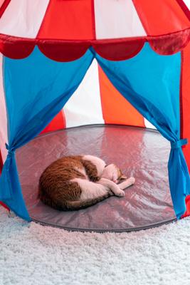 cat sleeping at home pussy in cicus tent-stock-photo