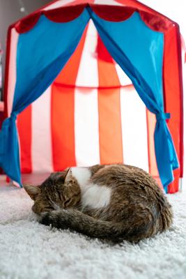 cat sleeping at home pussy in cicus tent-stock-photo